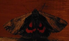 Catocala ultronia