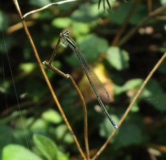 Aciagrion occidentale