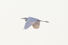 Ardea alba