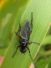 Bibio pomonae