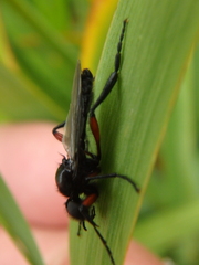 Bibio pomonae