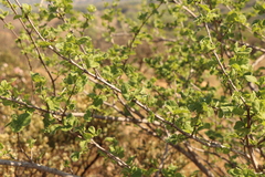 Vangueria parvifolia