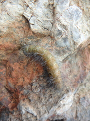 Acronicta leporina