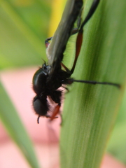 Bibio pomonae