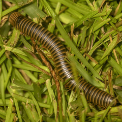 Narceus americanus