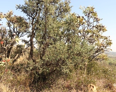 Osyris lanceolata