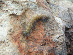 Acronicta leporina