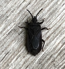 Brachyrhynchus membranaceus