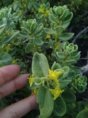 Tetragonia