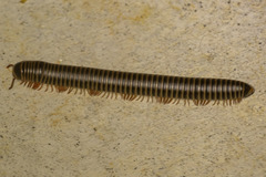 Narceus americanus