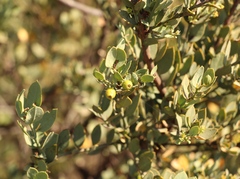 Osyris lanceolata