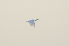 Ardea alba