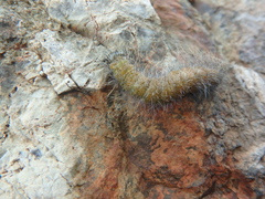 Acronicta leporina