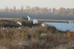 Ardea alba