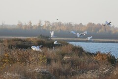 Ardea alba