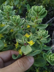 Tetragonia