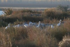 Ardea alba