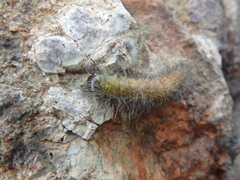 Acronicta leporina