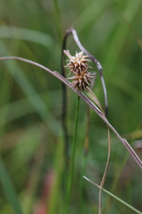 Carex flava