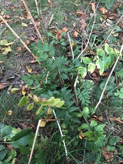 Valeriana officinalis