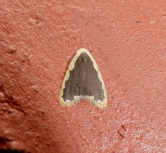 Diduga flavicostata