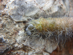 Acronicta leporina