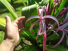 Crinum × amabile