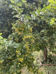 Ehretia anacua