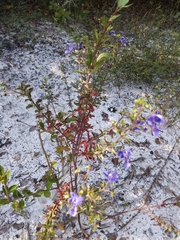 Trichostema suffrutescens