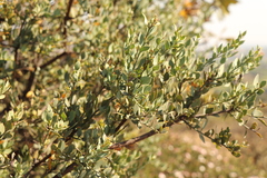 Osyris lanceolata