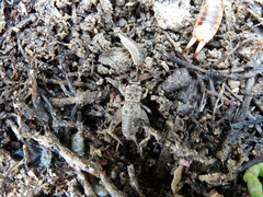 Eumodicogryllus bordigalensis