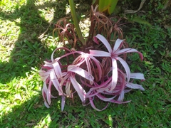 Crinum × amabile