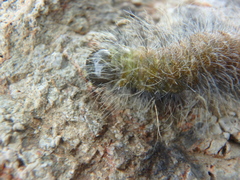 Acronicta leporina