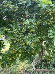 Ehretia anacua