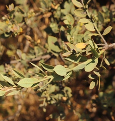 Osyris lanceolata
