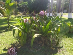 Crinum × amabile