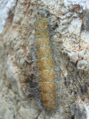 Acronicta leporina