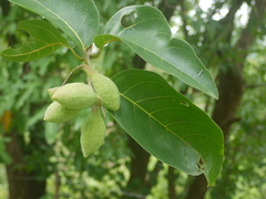Terminalia chebula
