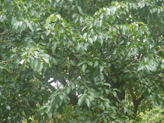 Terminalia chebula