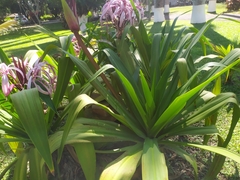 Crinum × amabile
