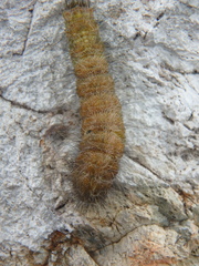 Acronicta leporina