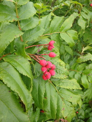 Sorbus sambucifolia