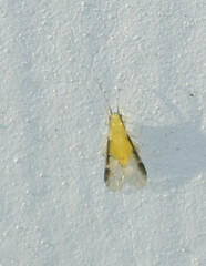 Monellia caryella