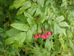 Sorbus sambucifolia