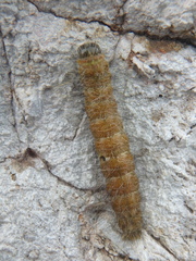 Acronicta leporina