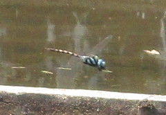 Anax immaculifrons