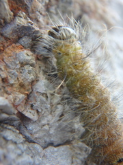 Acronicta leporina