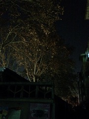 Platanus