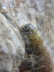 Acronicta leporina