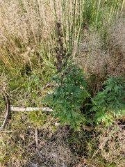 Aconitum napellus